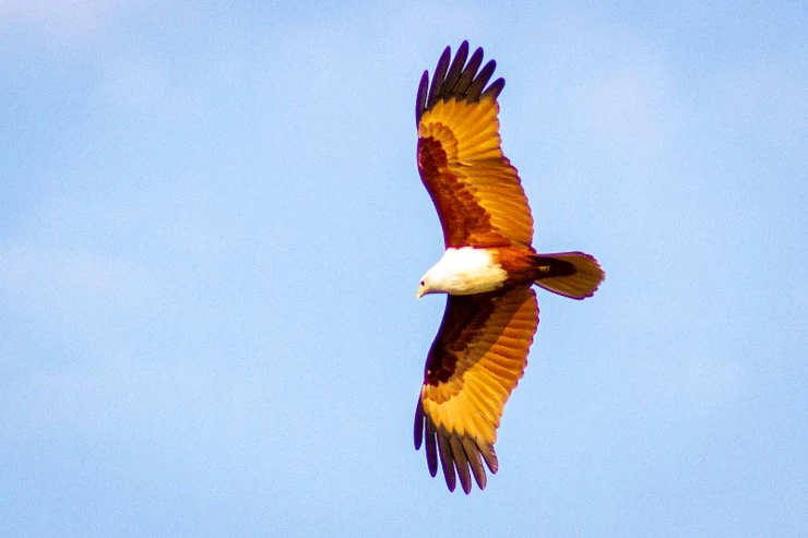 Brahminy Kite, Udawalawe National Park, Sri Lanka