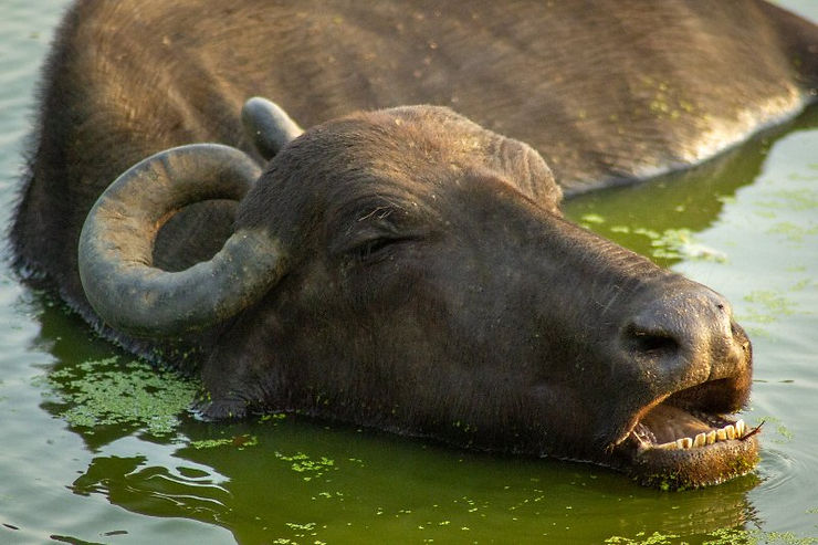 A happy buffalo, Udawalawe National Park, Sri Lanka