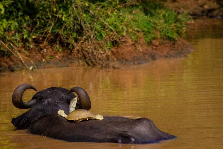 A turtle sunbathing on a buffalo's back, Udawalawe National Park, Sri Lanka