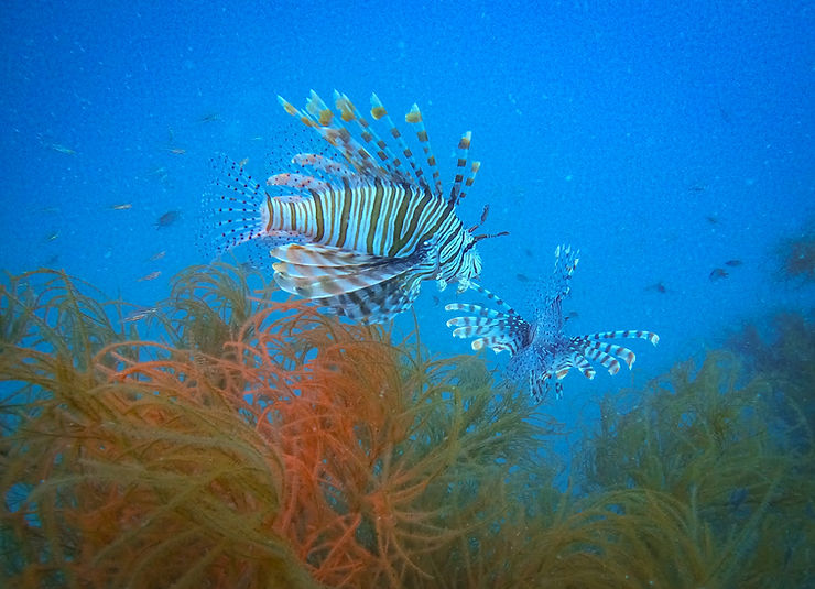 Lionfish