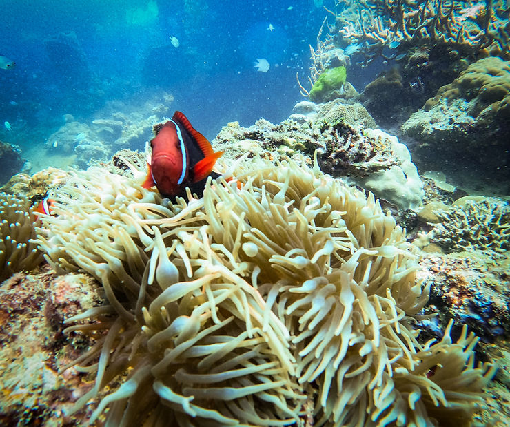 Clownfish, Coron