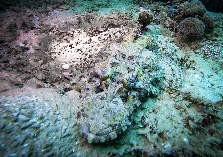 Crocodile Fish, Coron