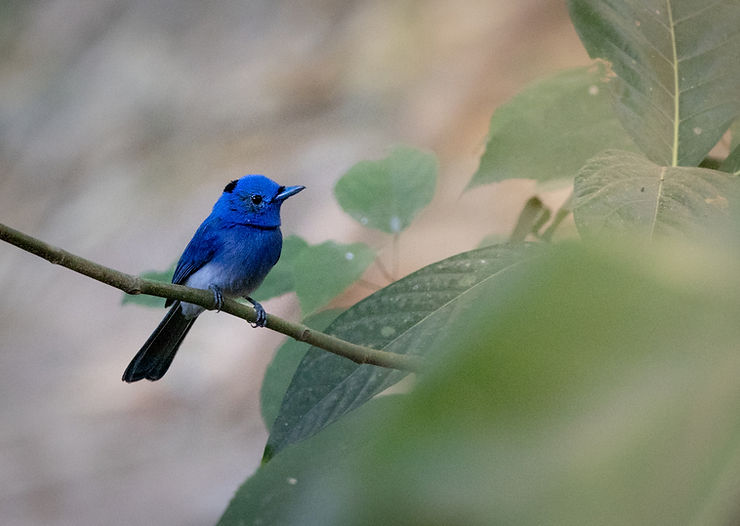 Black-naped Monarch