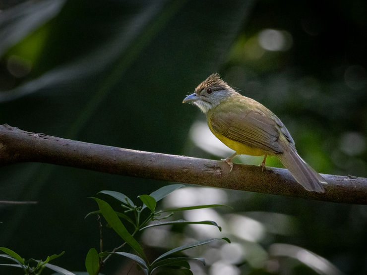 Palawan Bulbul