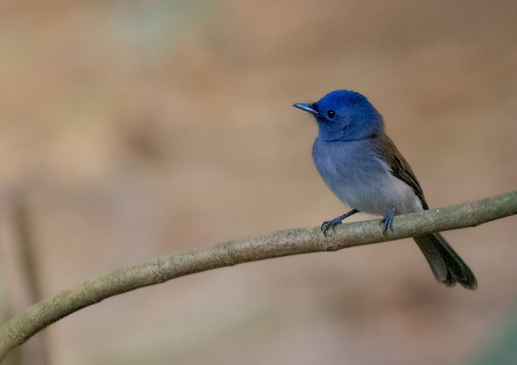 Blue paradise flycatcher