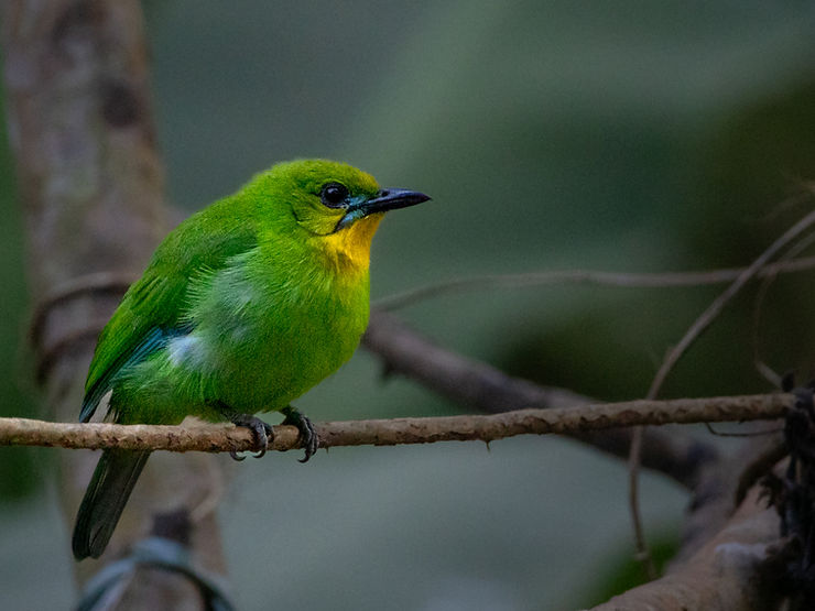 Palawan leafbird