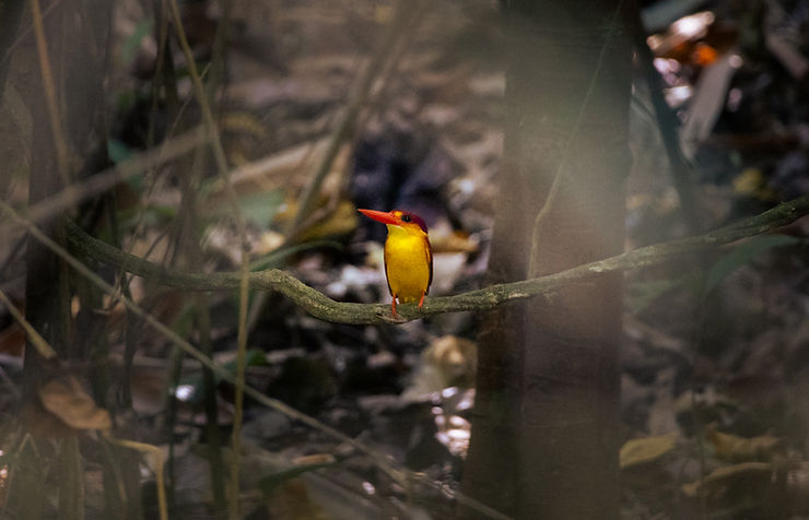 Rufous-backed kingfisher