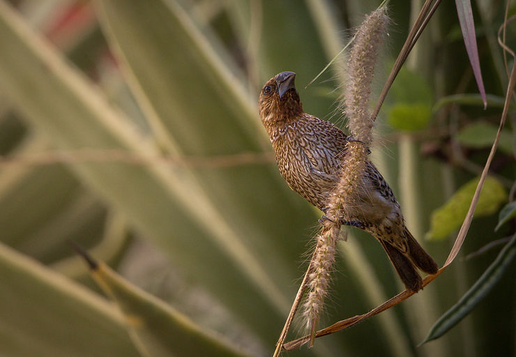 Scaly-breasted Munia... Its parents clearly didn't like it with a name like that!