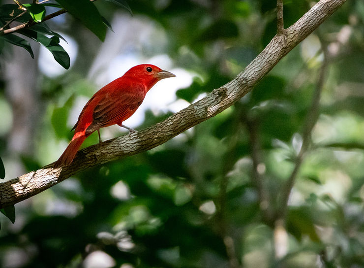 Summer Tanager bird, Cozumel