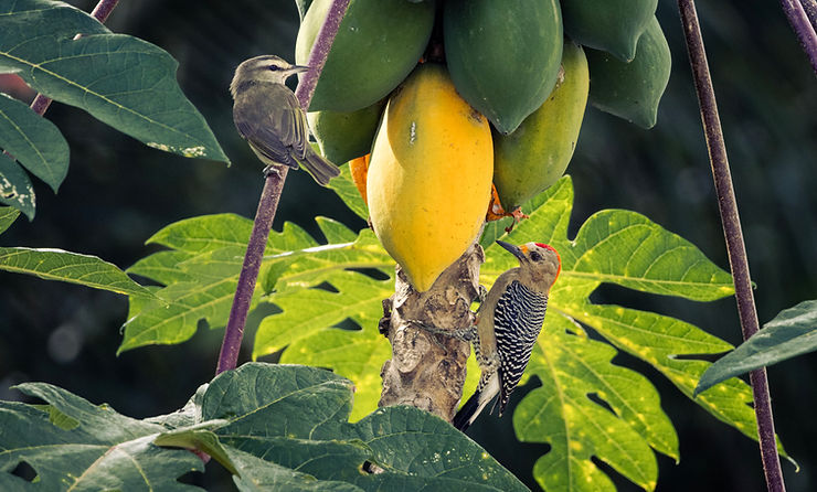 Yucatan Woodpecker birding, El Cedral, Cozumel