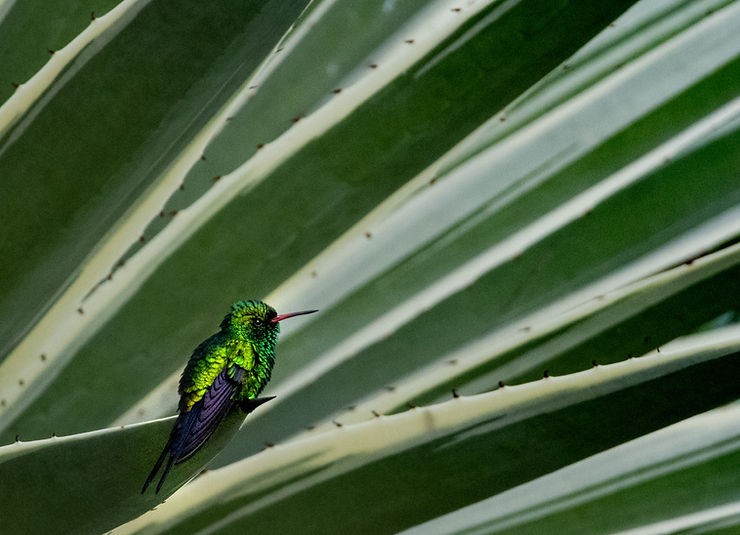 Cozumel Emerald hummingbird, El Cedral, Cozumel