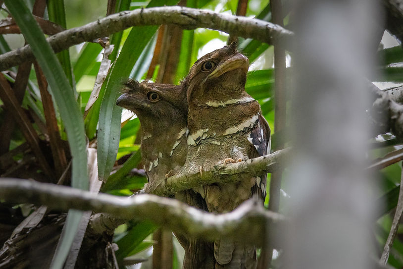 Philippine Frogmouth in Raja Sikatuna National Park, Bohol