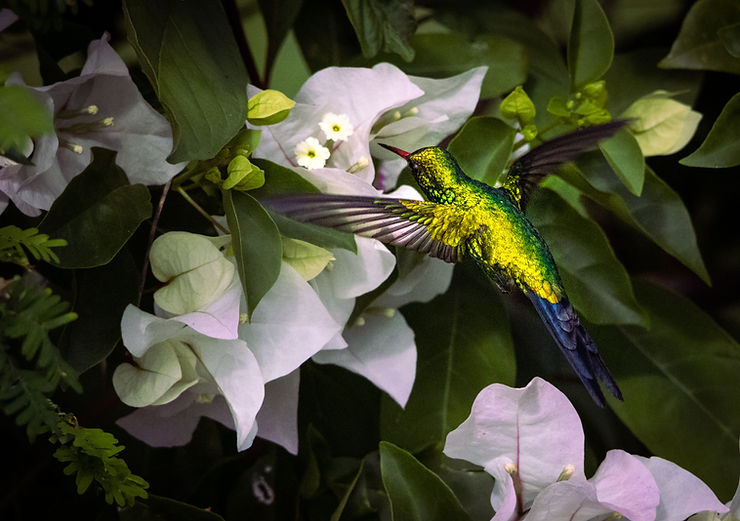 Cozumel Emerald hummingbird, El Cedral, Cozumel