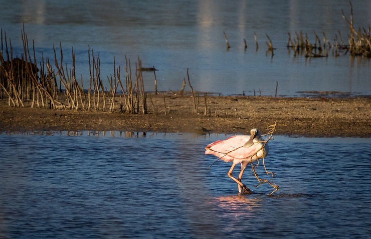 Roseate Spoonbill bird, Punta Sur, Cozumel