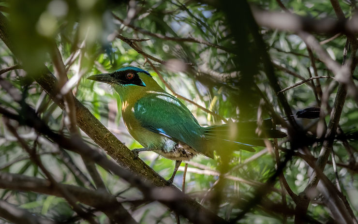 Motmot bird, Merida