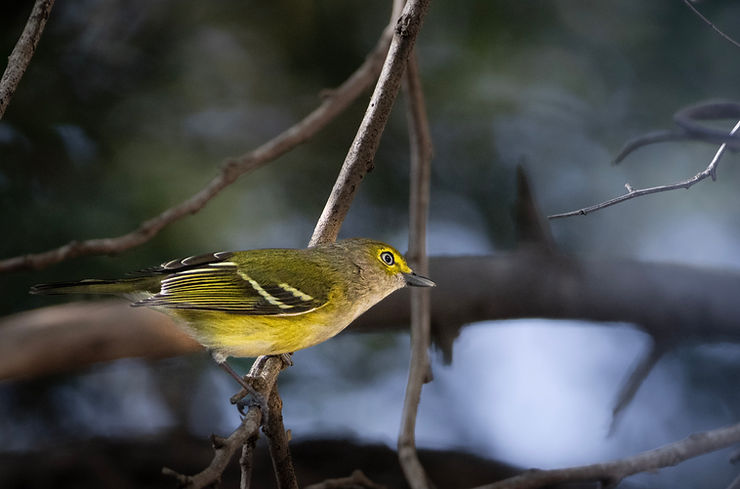 Yellow-throated Vireo bird