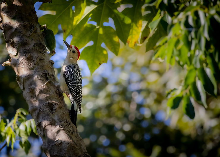 Yucatan Woodpecker bird