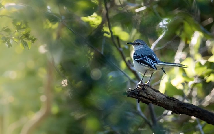 Mockingbird, Merida