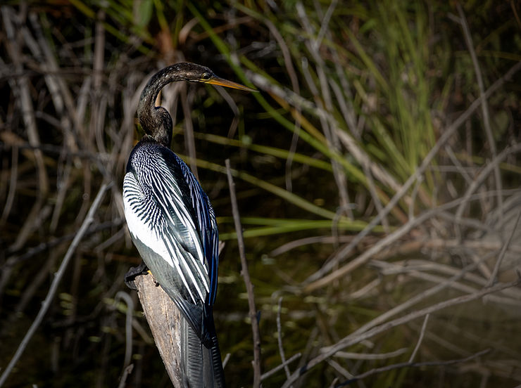 Anhinga, Merida