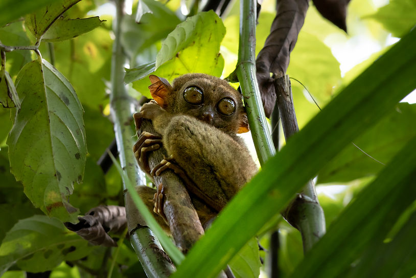Tarsier Bohol