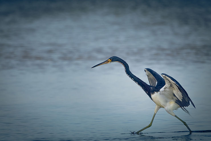 Bird, sandbank