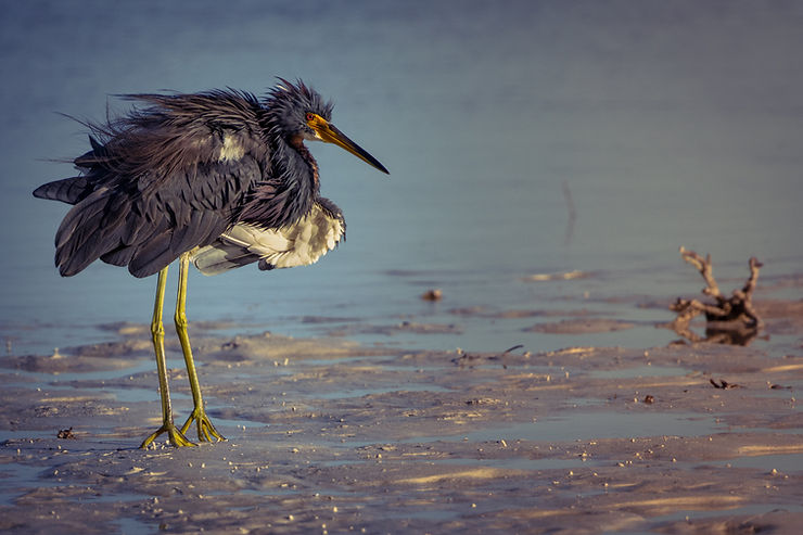 Bird, sandbank