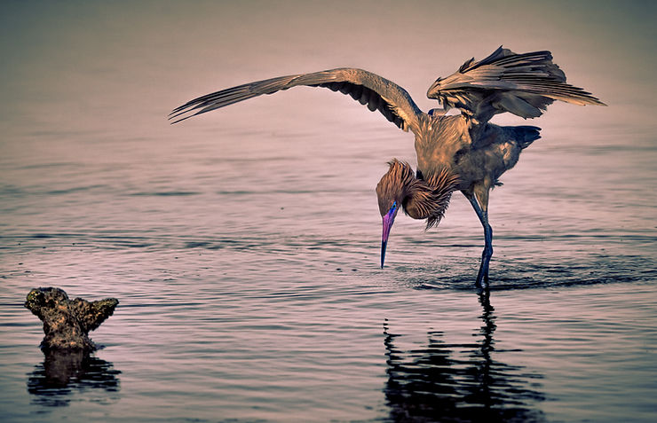 Reddish Egret, Bird, sandbank