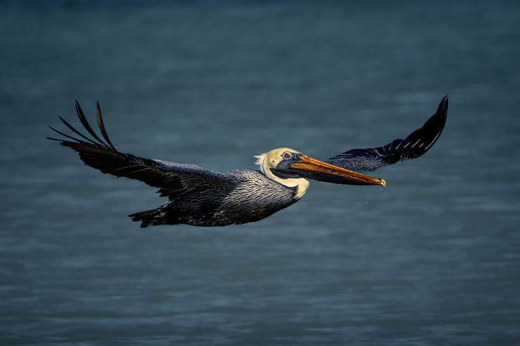 Pelican, Bird, sandbank