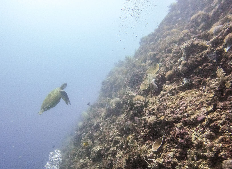 Turtle, scuba diving, anda, bohol