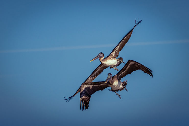 Pelican birds, sandbank