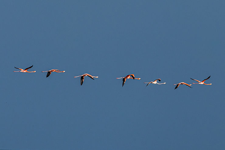 Flamingo, Flamingos, Holbox Sanbank