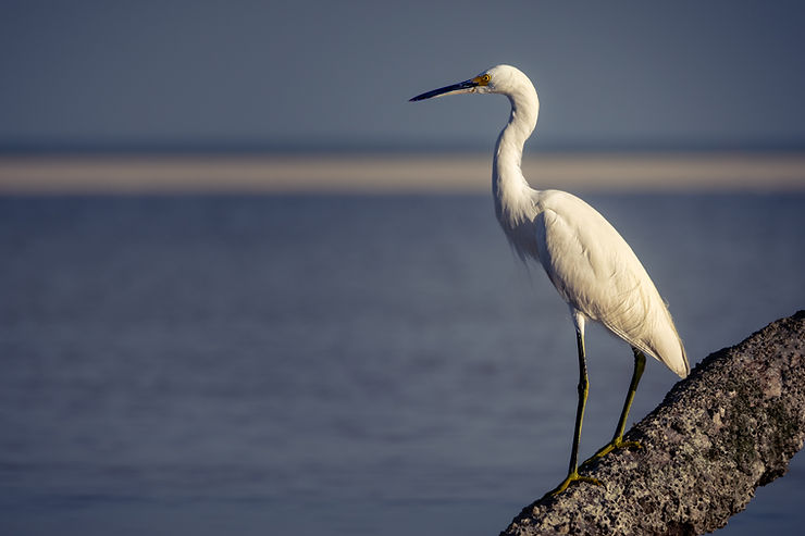 White Egret, Holbox, Sandbank