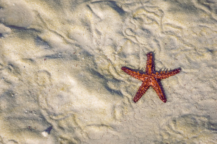 Starfish