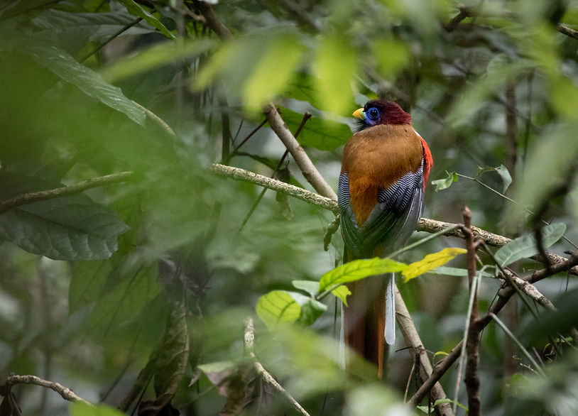 Philippine Trogon, female in Raja Sikatuna National Park, Bohol