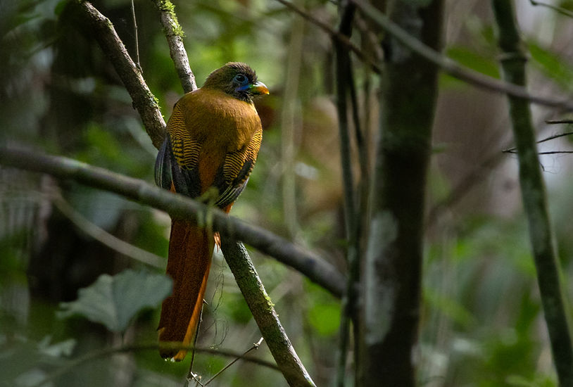 Philippine Trogon, male in Raja Sikatuna National Park, Bohol