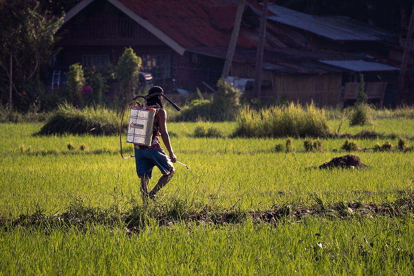 Rice fields, Bohol