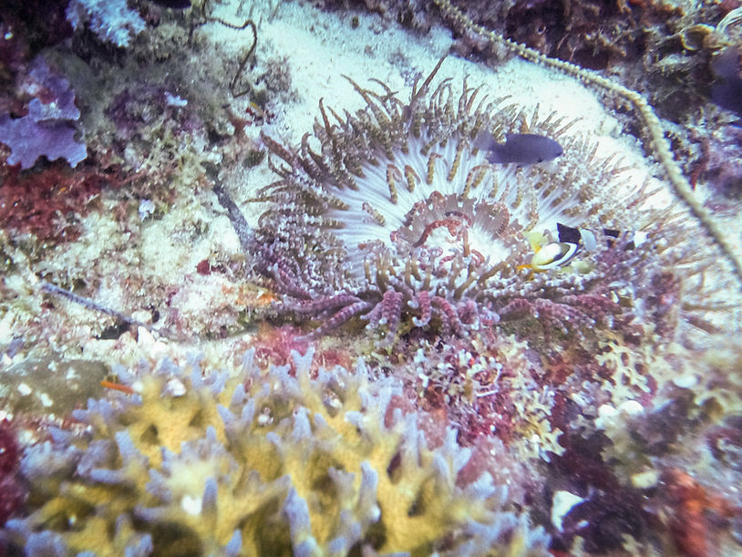 scuba diving, anda, bohol