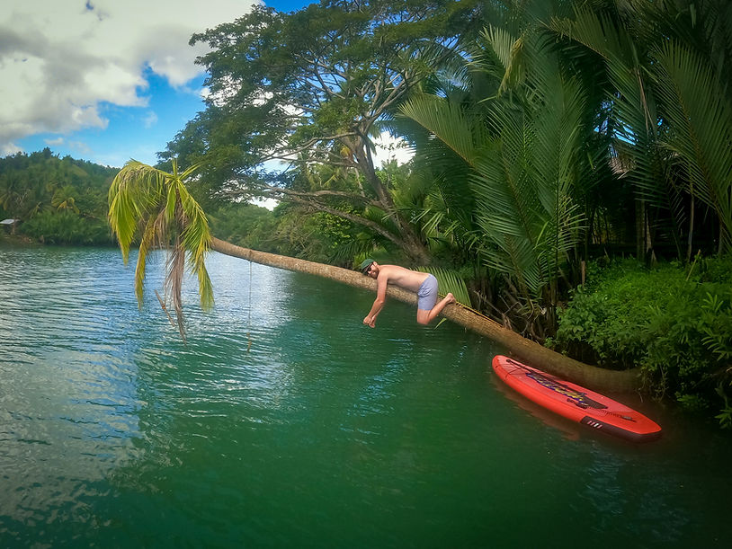 Palm tree fail, Loboc River