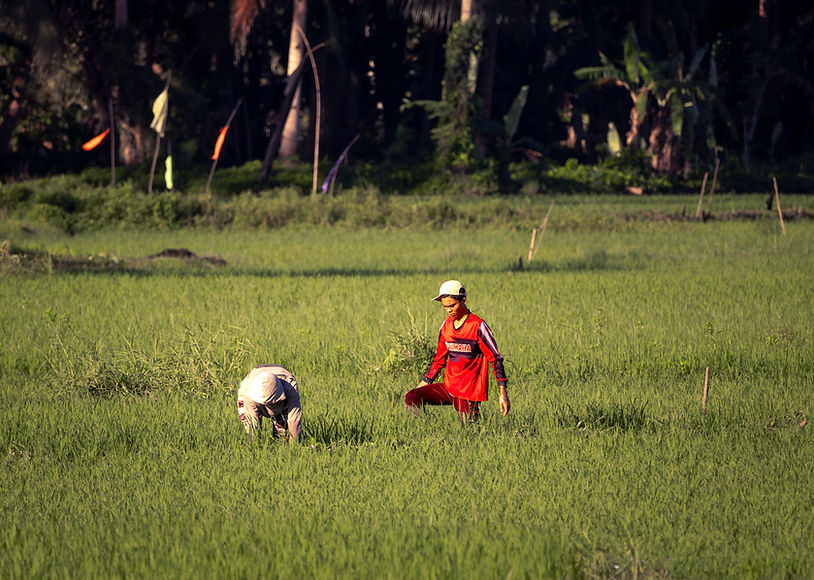 Rice fields, Bohol