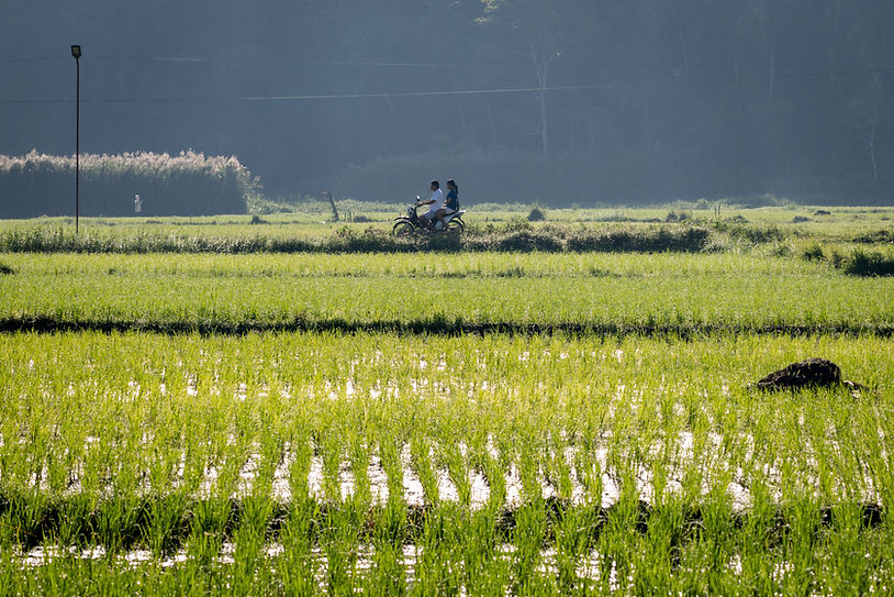 Bohol rice paddies