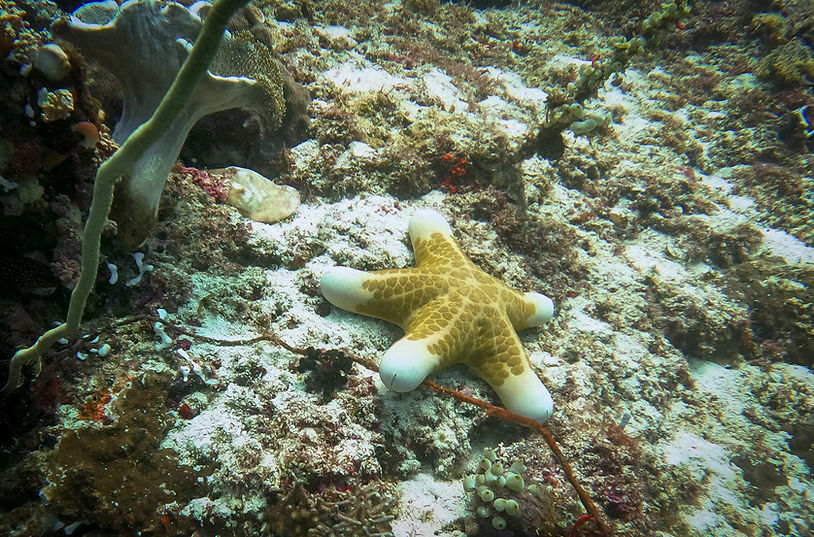 Starfish, scuba diving, anda, bohol