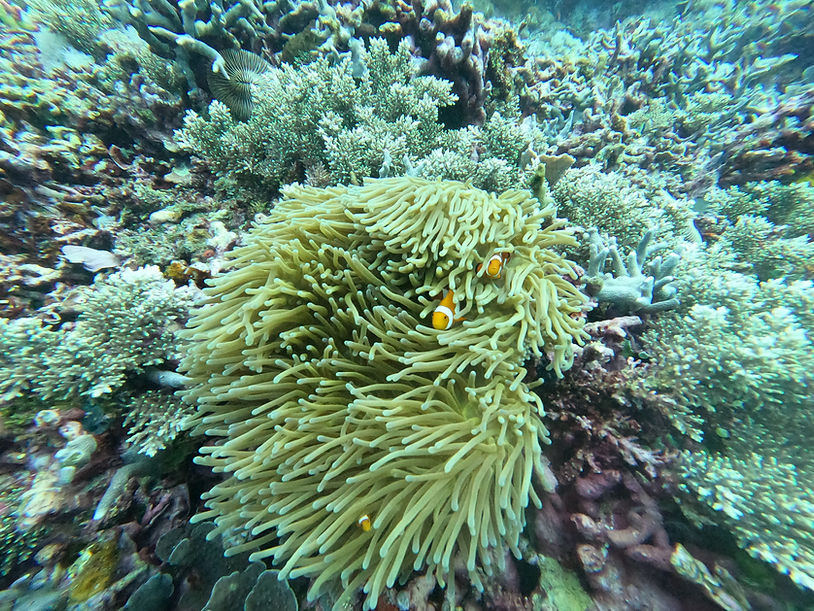 Anenomefish, Diving, Siquijor