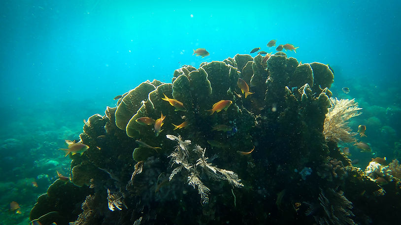 Coral Siquijor