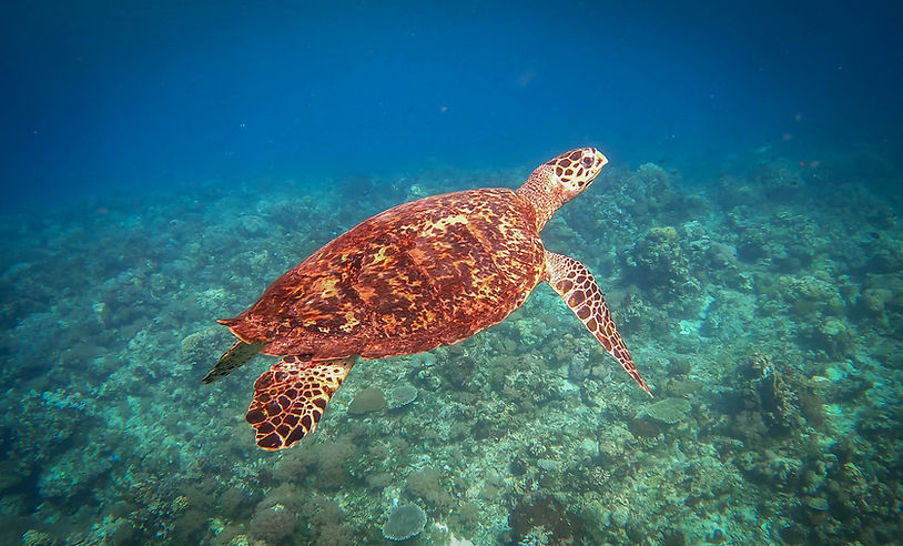 Hawksbill Turtle