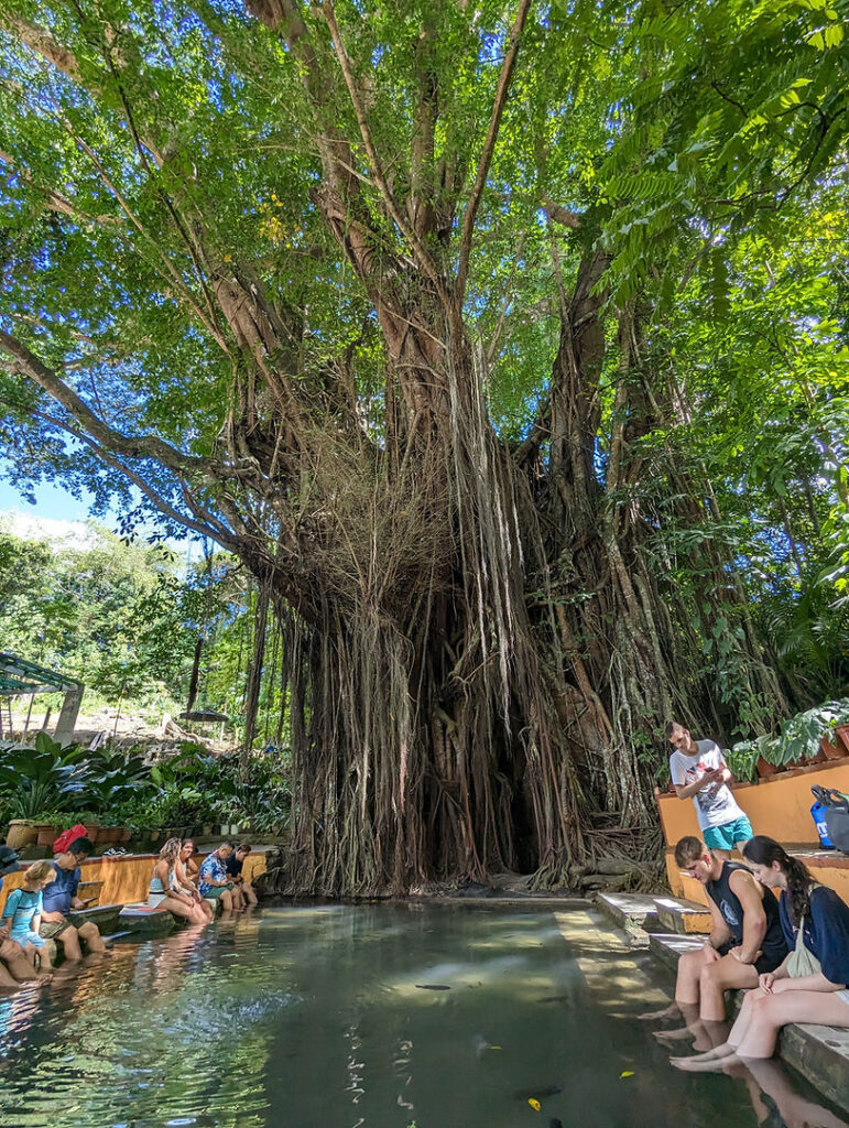 Balete Tree, Siquijor