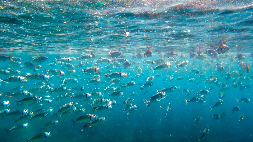 Longjawed Mackerel, Snorkelling, Siquijor