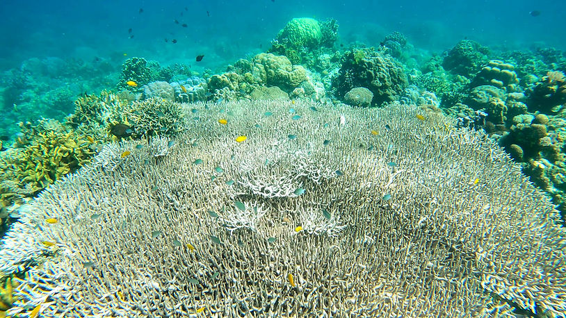 Snorkelling Siquijor