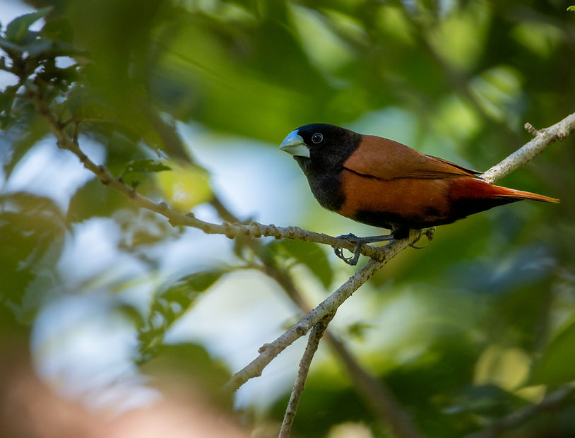 chestnut munia, bird