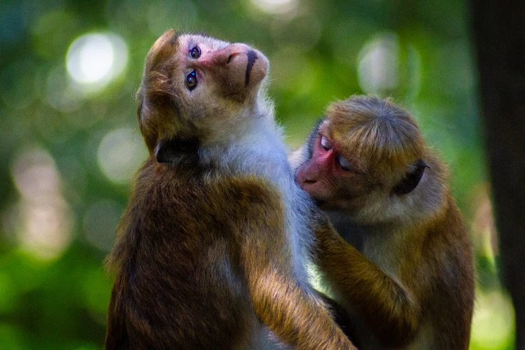 Monkeys, Udawatta Kele, Kandy