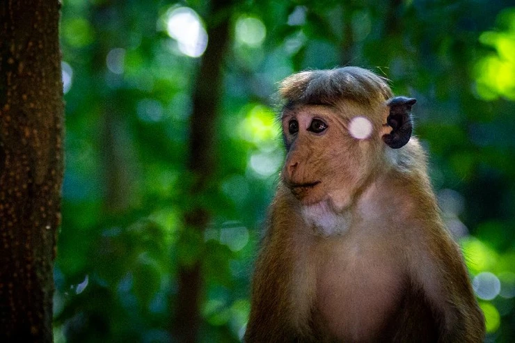 Monkeys, Udawatta Kele, Kandy